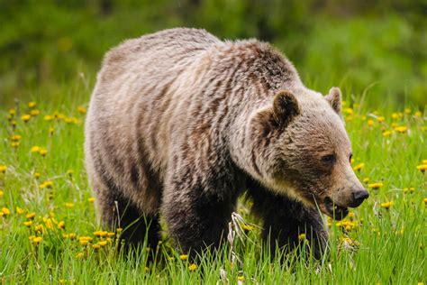 Grizzly & wolf discovery center west yellowstone mt - The Grizzly & Wolf Discovery Center near West Yellowstone, MT may have the answer to your prayers. It doesn’t offer the same thrill as chancing upon a grizzly bear off in the meadows or a lone ...